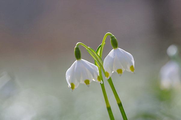 포토 JPG 해외이미지 식물 계절 꽃잎 꽃 분홍색 백그라운드 겨울 꽃무늬 봄꽃 자연 부활절 사람없음 야외 초록색 파란색 컬러풀 뷰티 노란색 정원 맑음 보라색 봄 성장 벚꽃 인사 개화 4월 다발 제비꽃 엽서 라일락 내추럴 사프란 헌병 해외포토 기념일 컬러 무늬 날씨 군인 예절 날짜 편지 향신료 생태계 파일형식 이미지허브