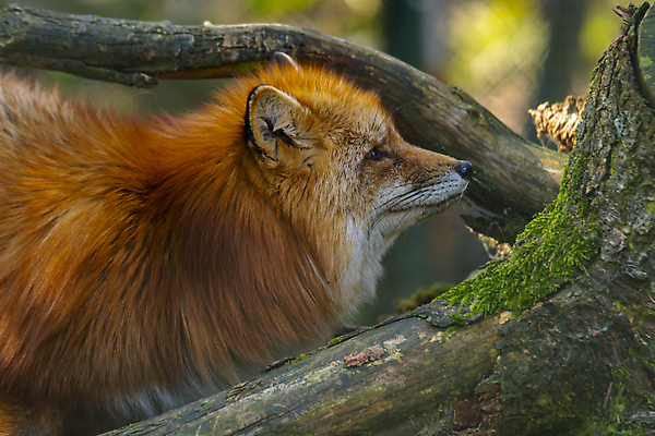포토 JPG 해외이미지 동물 응시 여자 유럽 얼굴 야생동물 새끼 백그라운드 오렌지 포유류 가족 자연 사람없음 야외 빨간색 햇빛 아기 선탠 숲 모피 모래언덕 손목시계 사냥 여우 육식동물 사냥꾼 내추럴 경보 동물상 포식 해외포토 직업 시선 나라 시계 컬러 과일 장신구 관계 사람 신체부위 태양 조형물 언덕 생태계 파일형식 이미지허브