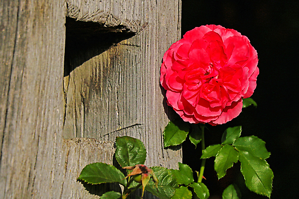 포토 JPG 해외이미지 식물 공원 꽃잎 꽃 분홍색 꽃다발 결혼 백그라운드 컨셉 잎 꽃무늬 패턴 밭 자연 발렌타인데이 사랑 미술 사람없음 야외 장식 빨간색 초록색 컬러풀 뷰티 장미 정원 봄 벚꽃 축하 신선 개화 꽃봉오리 싱글 원예 아로마 진홍색 해외포토 계절 공공시설 감정 컬러 무늬 농업 데이이벤트 문화예술 이벤트 취미 생태계 파일형식 이미지허브