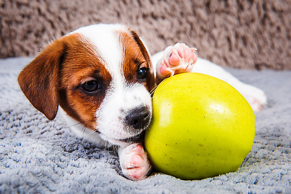 포토 JPG 해외이미지 행복 음식 과일 앉기 사람없음 반려동물 귀여움 개 강아지 아침식사 사과 테리어 먹기 배고픔 잭러셀테리어 해외포토 동물 감정 컨셉 포유류 모션 식사 파일형식 이미지허브