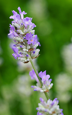 포토 JPG 해외이미지 식물 계절 꽃잎 꽃 꽃무늬 자연 사람없음 야외 정원 성장 벚꽃 신선 개화 닫기 관목 원예 화단 내추럴 영원 해외포토 나무 무늬 모션 취미 생태계 파일형식 이미지허브
