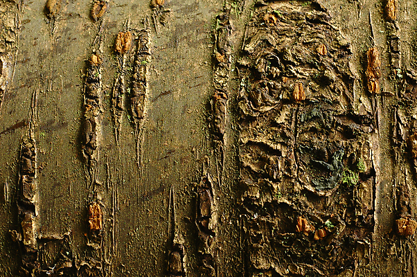 포토 JPG 해외이미지 모양 나무 식물 조각 백그라운드 패턴 자연 벽지 표면 날씨 추상 건조 사람없음 목재 세로 갈색 환경 성장 껍질 시간 거친 역사 균열 숲 자르기 묘사 유기농 질감 통나무 나무껍질 잡동사니 다리찢기 내추럴 그런지 삼나무 수목 옛날 노화 해외포토 웰빙 컬러 컨셉 무늬 재료 모션 생태계 파일형식 이미지허브