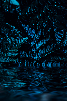 포토 JPG 해외이미지 호수 물결 백그라운드 잎 자연 사람없음 남색 해외포토 식물 컬러 생태계 파일형식 이미지허브