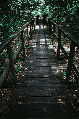 포토 JPG 해외이미지 식물 길 자국 자연 안내 풍경 사람없음 목재 환경 어둠 젖음 탐험 널 숲 신비 오솔길 무서움 방향 생태계 내추럴 방법 삼림지대 선로 선두 해외포토 나무 감정 컨셉 재료 파일형식 이미지허브