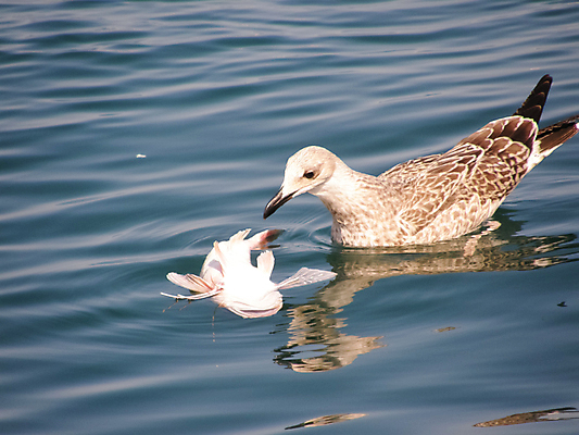 포토 JPG 해외이미지 동물 1 호수 야생동물 음식 바다 백그라운드 자연 갈매기 조류 3 어류 서기 사람없음 반사 회색 젖음 흰색 죽음 먹이 충돌 먹기 배고픔 깃털 싸움 부리 육식동물 고등어 반대 대회 말다툼 위기 청어 생존 해외포토 컬러 모션 수중동물 생태계 파일형식 이미지허브