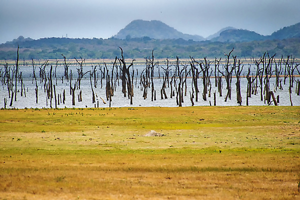 포토 JPG 해외이미지 아시아 야생동물 자연 휴식 국립공원 사람없음 강 환경 다양 보호 습지 생태계 생물학 서식지 내추럴 무료 보호구역 생태학 스리랑카 해외포토 동물 공원 교육 나라 다수 컨셉 구역 파일형식 이미지허브