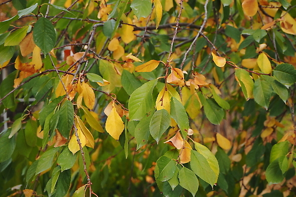 포토 JPG 해외이미지 나무 식물 계절 백그라운드 잎 오렌지 자연 사람없음 초록색 노란색 흰색 준비 내추럴 해외포토 컬러 과일 생태계 파일형식 이미지허브
