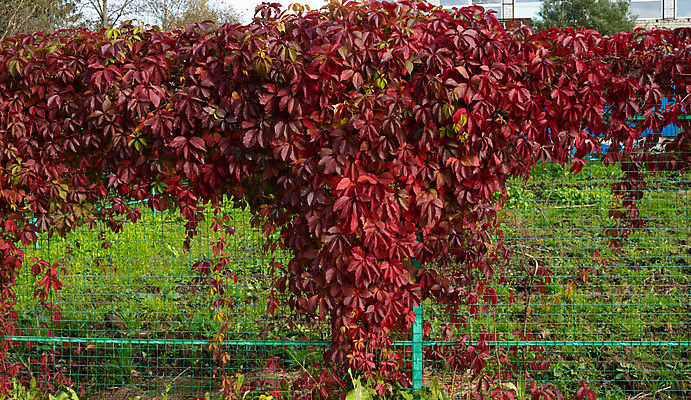 포토 JPG 해외이미지 식물 계절 공원 꽃잎 꽃 백그라운드 단풍 잎 꽃무늬 패턴 오렌지 자연 포도 사람없음 야외 장식 빨간색 초록색 빛 울타리 컬러풀 뷰티 노란색 환경 정원 봄 젖음 나뭇가지 신선 황금 질감 날것 엽서 10월 내추럴 해외포토 나무 공공시설 컬러 무늬 과일 담장 날짜 편지 생태계 파일형식 이미지허브