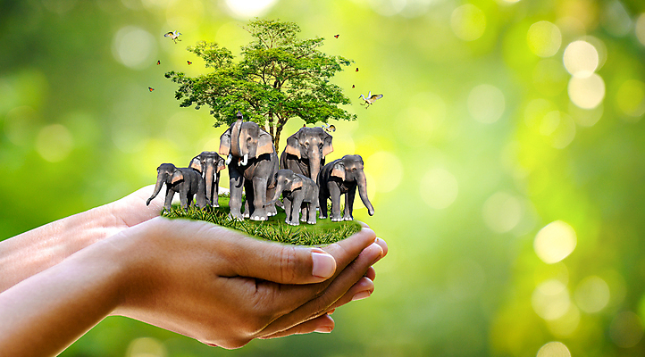 포토 JPG 해외이미지 나무 식물 동물 디자인 계절 지구 야생동물 음식 백그라운드 컨셉 잎 일러스트 자연 조류 추상 사슴 관리 사람 사람없음 야외 목재 초록색 세계 글로벌 뷰티 환경 행성 호랑이 보호 숲 심볼 사인 에코 육식동물 내추럴 생태학 해외포토 교육 컬러 무늬 재료 포유류 우주 생태계 파일형식 이미지허브