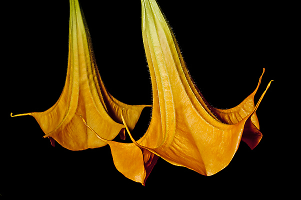 포토 JPG 해외이미지 꽃 백그라운드 자연 사람없음 주황색 독말풀 해외포토 식물 컬러 생태계 파일형식 이미지허브