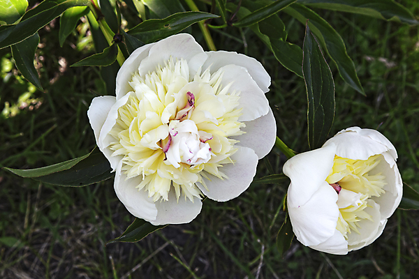 포토 JPG 해외이미지 식물 계절 꽃잎 꽃 백그라운드 잎 자연 새로움 사람없음 장식 초록색 여름 빛 뷰티 정원 보라색 봄 흰색 침대 개화 닫기 원예 향기 솜털 작약 해외포토 컬러 가구 컨셉 모션 취미 생태계 냄새 파일형식 이미지허브