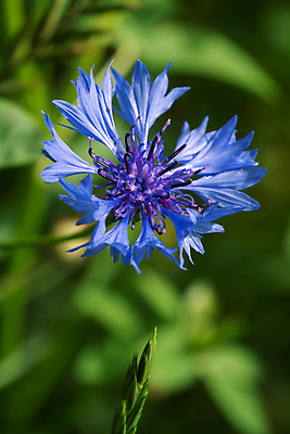 포토 JPG 해외이미지 식물 계절 꽃잎 꽃 꽃무늬 밭 농업 자연 풍경 사람없음 야외 여름 환경 성장 벚꽃 신선 개화 생태계 원예 화단 내추럴 수레국화 영원 해외포토 산업 무늬 취미 파일형식 이미지허브