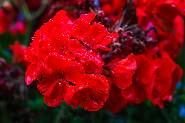 포토 JPG 해외이미지 식물 계절 꽃잎 꽃 줄기 분홍색 꽃다발 백그라운드 잎 꽃무늬 자연 사람없음 장식 빨간색 초록색 여름 컬러풀 뷰티 머리 정원 보라색 침묵 일몰 봄 성장 벚꽃 흰색 신선 개화 닫기 작음 묘사 만족 원예 내추럴 제라늄 해외포토 감정 컬러 무늬 모션 취미 신체부위 노을 소리 크기 생태계 파일형식 이미지허브