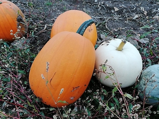 포토 JPG 해외이미지 식물 계절 음식 줄기 백그라운드 잎 밭 농업 채소 오렌지 재료 부분 자연 호박 휴가 건강 사람없음 초록색 여름 농작물 농장 노란색 정원 할로윈 수확 성장 가을 흰색 신선 11월 오브젝트 유기농 원예 날것 박 추수감사절 스쿼시 10월 내추럴 고립 밭일 숙성 채식주의자 해외포토 웰빙 산업 기독교 스포츠 컬러 과일 취미 구기 날짜 생태계 채식 파일형식 이미지허브