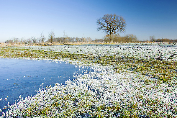 포토 JPG 해외이미지 나무 식물 계절 백그라운드 겨울 밭 자연 하늘 표면 아침 사람없음 야외 목재 물 파란색 환경 냉동 얼음 젖음 추위 백발 흰색 시골 크리스탈 싱글 서리 웅덩이 혼자 해외포토 주간 자연요소 헤어스타일 컬러 농업 재료 광석 생태계 파일형식 이미지허브