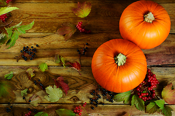 포토 JPG 해외이미지 계절 열매 음식 백그라운드 컨셉 단풍 잎 농업 채소 오렌지 재료 탁자 호박 휴가 사람없음 목재 장식 농작물 파티 우주 주방 침묵 할로윈 수확 가을 시골 축하 신용카드 변화 사과 배열 유기농 날것 초대 박 모음 추수감사절 스쿼시 수목 스타일 해외포토 나무 식물 웰빙 산업 기독교 스포츠 가구 과일 이벤트 금융 구기 소리 파일형식 이미지허브