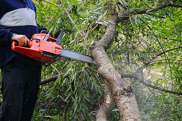 포토 JPG 해외이미지 나무 직업 산업 자연 바람 날씨 노동자 안전 풍경 사람없음 야외 환경 힘 손상 장비 나뭇가지 업무 칼날 위험 자르기 통나무 폭풍 잡동사니 내추럴 깨짐 벌목 수목 재앙 전기톱 톱밥 톱질 허리케인 해외포토 자연요소 식물 컨셉 모션 작업 가루 자연재해 생태계 톱 파일형식 이미지허브
