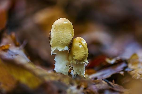 포토 JPG 해외이미지 계절 음식 줄기 백그라운드 채소 재료 자연 건강 이끼 요리 사람없음 목재 초록색 갈색 주방 버섯 수확 성장 신선 그룹 맛 숲 자르기 먹기 유기농 날것 레시피 내추럴 고립 곰팡이 그물버섯 식용 채식주의자 캡모자 해외포토 나무 식물 모자_잡화 웰빙 컬러 컨셉 농업 모션 생태계 채식 파일형식 이미지허브