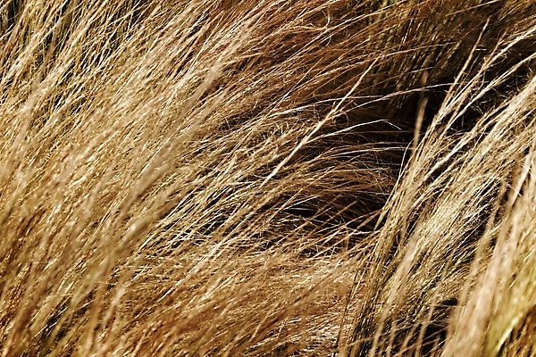 포토 JPG 해외이미지 식물 전통 계절 공원 백그라운드 잎 밭 농업 자연 씨앗 잔디 사람없음 야외 빛 햇빛 태양 농장 농경지 노란색 평화 환경 정원 맑음 봄 수확 성장 시골 황금 약초 낟알 허브 생태계 원예 식물원 장면 내추럴 밭일 영양분 해외포토 자연요소 공공시설 산업 컬러 컨셉 날씨 취미 풀_식물 파일형식 이미지허브