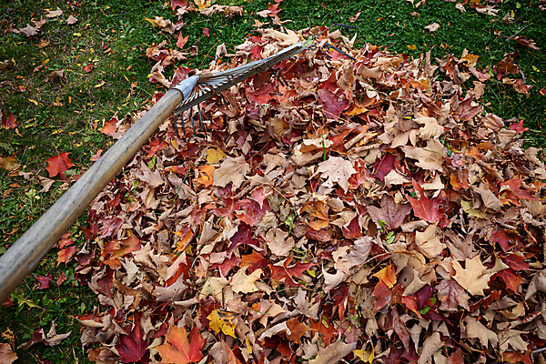 포토 JPG 해외이미지 계절 단풍 잎 모션 사람없음 야외 컬러풀 쌓기 정원 업무 작업 당기기 밀기 갈퀴 뒤뜰 해외포토 식물 컬러 파일형식 이미지허브
