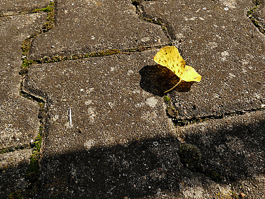 포토 JPG 해외이미지 계절 선 백그라운드 단풍 잎 거리 바닥 그림자 사람없음 빛 갈색 노란색 맑음 침묵 회색 그리기 명상 장면 내추럴 카피스페이스 해외포토 식물 컬러 모션 날씨 소리 공백 파일형식 이미지허브