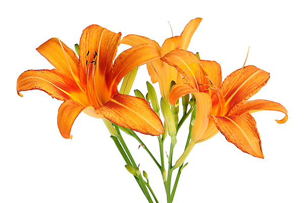 포토 JPG 해외이미지 식물 꽃잎 꽃 줄기 꽃무늬 오렌지 자연 3 사람없음 뷰티 노란색 봄 활발 벚꽃 강렬 고립 꽃수술 해외포토 계절 컬러 컨셉 무늬 과일 생태계 파일형식 이미지허브