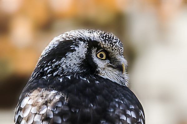 포토 JPG 해외이미지 동물 응시 야생동물 백그라운드 오렌지 자연 조류 뿔 사람없음 머리 회색 흰색 나뭇가지 관찰 숲 먹이 깃털 사냥 부리 독수리 육식동물 부엉이 사냥꾼 외양간 경보 포식 해외포토 나무 직업 시선 컬러 과일 모션 신체부위 생태계 파일형식 이미지허브