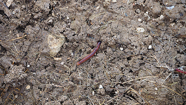 포토 JPG 해외이미지 동물 지구 야생동물 음식 백그라운드 농업 자연 낚시 사람없음 빨간색 상자 농장 쌓기 환경 정원 흙 줄무늬 그룹 닫기 벌레 유기농 생물학 먼지 미끼 내추럴 고립 바이오 생태학 생존 해외포토 웰빙 교육 산업 컬러 곤충 무늬 모션 레저 생태계 파일형식 이미지허브