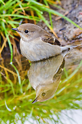 포토 JPG 해외이미지 동물 유럽 음료 야생동물 날개 자연 조류 사람없음 초록색 물 환경 목욕 젖음 다양 연못 스페인 보호 숲 갈증 깃털 생태계 생물학 부리 서식지 동물상 무료 보호구역 생태학 해외포토 자연요소 교육 나라 컬러 다수 컨셉 조형물 청결 구역 파일형식 이미지허브