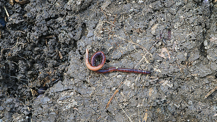 포토 JPG 해외이미지 동물 지구 야생동물 음식 백그라운드 농업 자연 낚시 사람없음 빨간색 상자 농장 쌓기 환경 정원 흙 줄무늬 그룹 닫기 벌레 유기농 생물학 먼지 미끼 내추럴 고립 바이오 생태학 생존 해외포토 웰빙 교육 산업 컬러 곤충 무늬 모션 레저 생태계 파일형식 이미지허브
