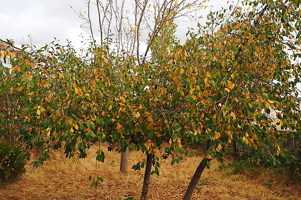 포토 JPG 해외이미지 나무 식물 계절 백그라운드 잎 오렌지 자연 사람없음 초록색 노란색 가을 흰색 준비 내추럴 해외포토 컬러 과일 생태계 파일형식 이미지허브
