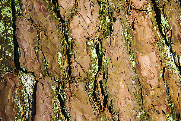 포토 JPG 해외이미지 나무 식물 디자인 백그라운드 패턴 자연 추상 사람없음 야외 목재 갈색 환경 맑음 닫기 숲 피부 묘사 질감 나무껍질 옛날 해외포토 컬러 무늬 재료 모션 날씨 신체부위 껍질 생태계 파일형식 이미지허브