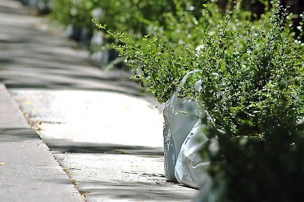 포토 JPG 해외이미지 나무 식물 지구 줄기 백그라운드 컨셉 잎 농업 자연 새로움 아이디어 씨앗 사람없음 초록색 쌓기 새싹 환경 정원 흙 봄 성장 신선 보호 작음 유기농 원예 뿌리 먼지 개발 고립 돌봄 모종 묘목 생태학 처음 세련 해외포토 웰빙 계절 교육 산업 컬러 모션 취미 크기 생태계 파일형식 이미지허브