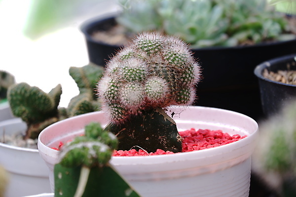 포토 JPG 해외이미지 식물 모델 디자인 꽃 화초 백그라운드 잎 꽃무늬 자연 선인장 주택 실내 종류 사람없음 내부 장식 초록색 뷰티 정원 방 사막 성장 흰색 가시 그룹 닫기 떨어짐 냄비 이슬 작음 오브젝트 날카로움 스파이크 미니 심기 해외포토 컬러 컨셉 무늬 모션 건물 솥 크기 생태계 파일형식 이미지허브