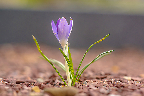 포토 JPG 해외이미지 식물 계절 꽃잎 꽃 분홍색 백그라운드 겨울 꽃무늬 봄꽃 자연 부활절 사람없음 야외 초록색 파란색 컬러풀 뷰티 노란색 정원 맑음 보라색 봄 성장 벚꽃 인사 개화 4월 다발 제비꽃 엽서 라일락 내추럴 사프란 헌병 해외포토 기념일 컬러 무늬 날씨 군인 예절 날짜 편지 향신료 생태계 파일형식 이미지허브
