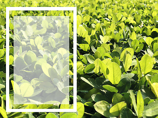 포토 JPG 해외이미지 나무 식물 템플릿 디자인 배너 종이 파도 백그라운드 컨셉 잎 꽃무늬 텍스트 자연 추상 프레임 손바닥 사람없음 장식 초록색 뷰티 유행 우주 환경 정원 봄 공백 흰색 신선 신용카드 플랫 정상 에코 유기농 레이아웃 위치 내추럴 거짓 고립 미니멀 해외포토 손 웰빙 계절 꽃 바다 컬러 무늬 금융 생태계 파일형식 이미지허브