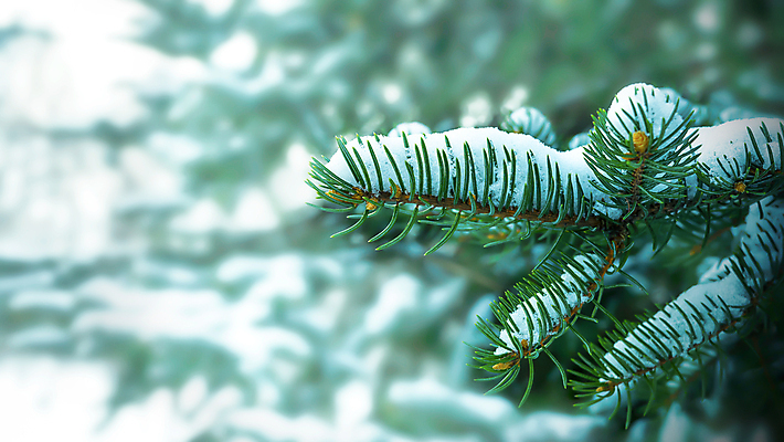 포토 JPG 해외이미지 나무 식물 계절 행복 결혼 백그라운드 크리스마스 겨울 자연 하늘 날씨 새로움 사람없음 야외 목재 초록색 빛 뷰티 우주 환경 냉동 얼음 새벽 기쁨 추위 백발 흰색 나뭇가지 소나무 눈송이 숲 연도 서리 장면 상록수 침엽수 전나무 내추럴 삼나무 눈내림 가문비나무 해외포토 자연요소 헤어스타일 기념일 감정 컬러 컨셉 재료 눈_날씨 이벤트 생태계 파일형식 이미지허브