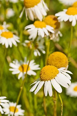 포토 JPG 해외이미지 식물 디자인 계절 공원 꽃잎 꽃 줄기 백그라운드 꽃무늬 밭 자연 하늘 건강 사람없음 야외 초록색 햇빛 태양 뷰티 약 노란색 정원 맑음 봄 벚꽃 흰색 시골 신선 허브 심볼 묘사 데이지 내추럴 캐모마일 해외포토 자연요소 공공시설 컬러 무늬 농업 의학 날씨 생태계 파일형식 이미지허브