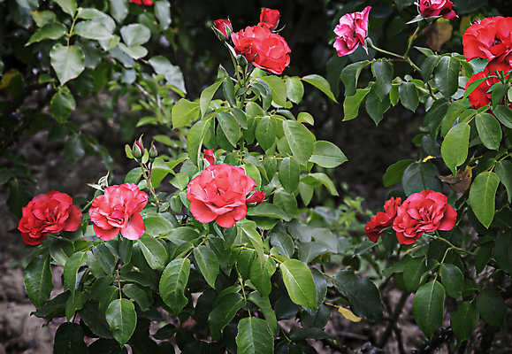 포토 JPG 해외이미지 식물 공원 꽃잎 꽃 분홍색 자연 사람없음 야외 햇빛 뷰티 장미 정원 시골 그룹 큼 원예 향 해외포토 공공시설 컬러 취미 태양 크기 생태계 파일형식 이미지허브