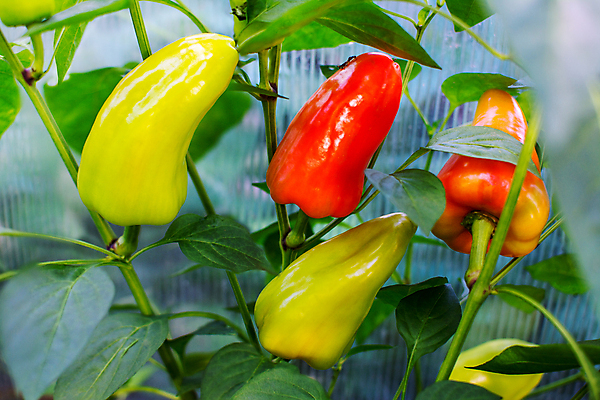 포토 JPG 해외이미지 식물 계절 음식 줄기 백그라운드 잎 농업 토마토 채소 자연 건강 사람없음 야외 초록색 여름 농작물 농장 새싹 정원 흙 무대 성장 나뭇가지 신선 선택 다발 관목 유기농 생태계 원예 내추럴 모종 밭일 숙성 채식주의자 세련 해외포토 나무 웰빙 산업 컬러 컨셉 취미 채식 파일형식 이미지허브