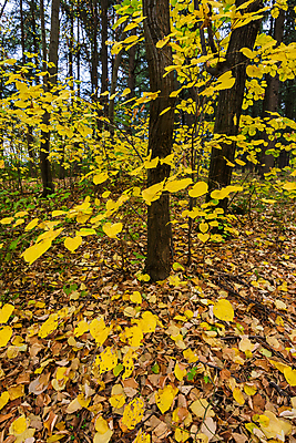 포토 JPG 해외이미지 나무 식물 계절 공원 백그라운드 단풍 잎 패턴 오렌지 자연 풍경 사람없음 야외 목재 초록색 빛 컬러풀 뷰티 갈색 노란색 환경 활발 가을 나뭇가지 황금 숲 장면 내추럴 세르비아 해외포토 공공시설 컬러 컨셉 무늬 과일 재료 생태계 파일형식 이미지허브