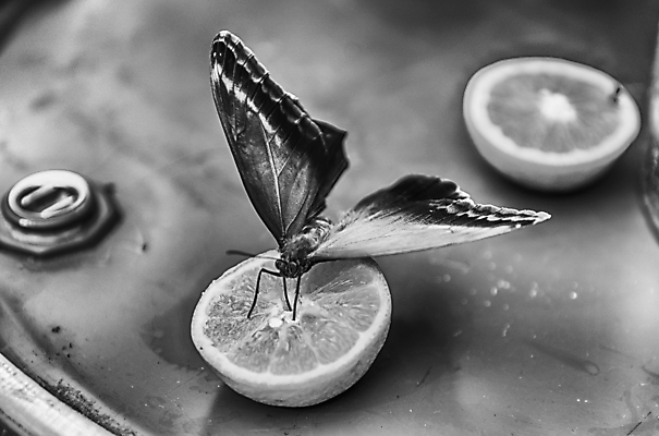 포토 JPG 해외이미지 동물 접시 꽃 야생동물 음식 나비 곤충 백그라운드 잎 날개 오렌지 과일 자연 바나나 사람없음 초록색 여름 파란색 컬러풀 뷰티 갈색 노란색 검은색 미국 흰색 먹기 남쪽 내추럴 해외포토 식물 식기 계절 컬러 북아메리카 모션 방향 생태계 파일형식 이미지허브