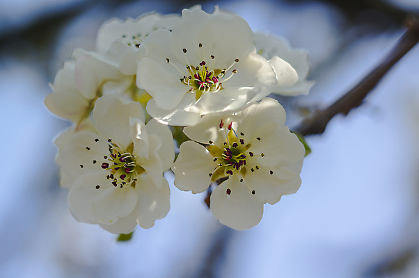 포토 JPG 해외이미지 나무 식물 계절 꽃잎 꽃 백그라운드 컨셉 잎 꽃무늬 농업 채소 오렌지 과일 포도 건강 키위 사람없음 농장 정원 맑음 샐러드 수확 벚꽃 나뭇가지 신선 개화 달콤 맛 사과 레몬 유기농 원예 자두 내추럴 고립 섞기 숙성 채식주의자 비건 해외포토 웰빙 산업 음식 무늬 날씨 취미 채식 파일형식 이미지허브