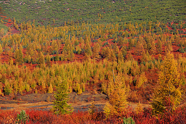 포토 JPG 해외이미지 나무 동물 계절 공원 야생동물 여행 잎 오렌지 포유류 자연 사람없음 야외 초록색 컬러풀 뷰티 노란색 활발 황무지 황금 숲 알래스카 내추럴 전국 가문비나무 해외포토 식물 공공시설 컬러 컨셉 과일 미국 생태계 파일형식 이미지허브