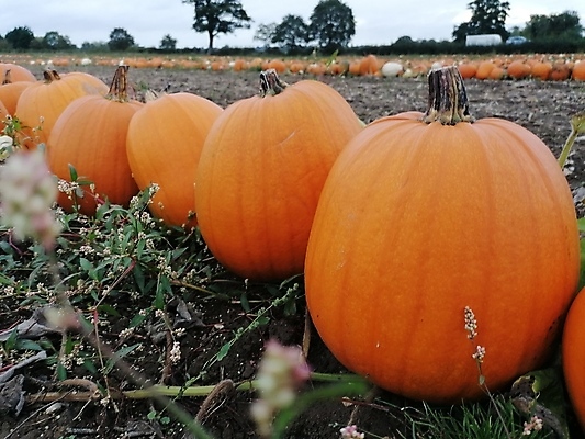 포토 JPG 해외이미지 식물 계절 음식 줄기 백그라운드 잎 밭 농업 채소 오렌지 재료 부분 자연 호박 휴가 건강 사람없음 초록색 여름 농작물 농장 노란색 정원 할로윈 수확 성장 가을 흰색 신선 11월 오브젝트 유기농 원예 날것 박 추수감사절 스쿼시 10월 내추럴 고립 밭일 숙성 채식주의자 해외포토 웰빙 산업 기독교 스포츠 컬러 과일 취미 구기 날짜 생태계 채식 파일형식 이미지허브