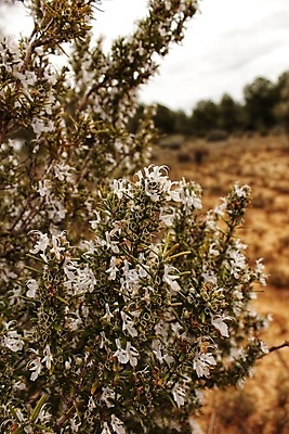 포토 JPG 해외이미지 식물 꽃 잎 꽃무늬 재료 자연 벽지 사람없음 장식 초록색 여름 보라색 봄 벚꽃 흰색 신선 양념 개화 맛 다발 지중해 허브 향신료 유기농 향기 냄새 아로마 향 상록수 아로마테라피 로즈메리 내추럴 바이오 숙성 영원 그리너리 해외포토 웰빙 계절 바다 컬러 컨셉 무늬 생태계 테라피 향미료 파일형식 트랜드컬러 이미지허브