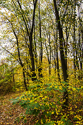 포토 JPG 해외이미지 나무 식물 계절 공원 백그라운드 단풍 잎 패턴 오렌지 자연 풍경 사람없음 야외 목재 초록색 빛 컬러풀 뷰티 갈색 노란색 환경 활발 가을 나뭇가지 황금 숲 장면 내추럴 세르비아 해외포토 공공시설 컬러 컨셉 무늬 과일 재료 생태계 파일형식 이미지허브
