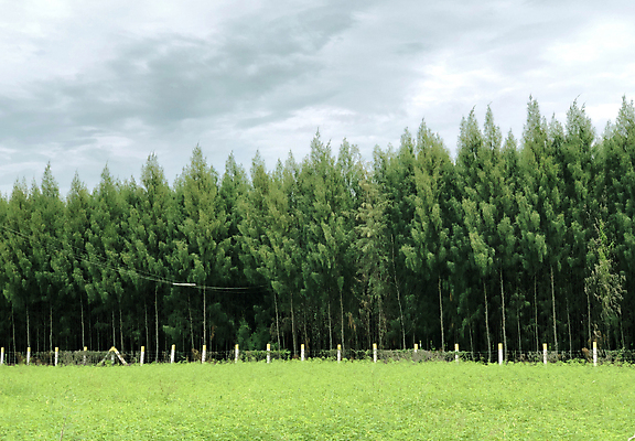 포토 JPG 해외이미지 나무 구름 공원 여행 백그라운드 밭 농업 자연 하늘 산 풍경 잔디 사람없음 야외 목재 초록색 여름 파란색 울타리 농장 환경 정원 맑음 봄 가을 시골 소나무 숲 큼 열대우림 장면 내추럴 삼림지대 수평선 해외포토 자연요소 식물 계절 공공시설 산업 컬러 재료 날씨 담장 크기 생태계 파일형식 이미지허브
