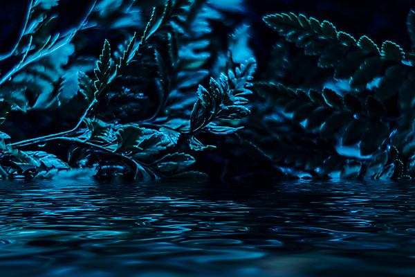 포토 JPG 해외이미지 호수 물결 백그라운드 잎 자연 사람없음 남색 질감 스톤 돌재질 해외포토 식물 컬러 재질 돌_바위 생태계 파일형식 이미지허브