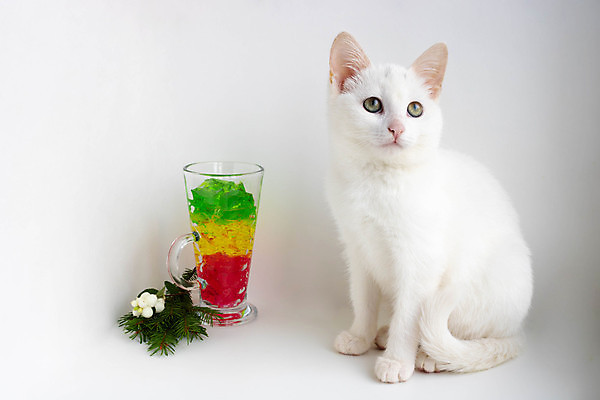 포토 JPG 해외이미지 동물 1 응시 얼굴 백그라운드 컨셉 포유류 휴식 주택 털 앉기 사람없음 내부 파란색 반려동물 축제 고양이 흰색 닫기 달콤 정상 작음 콧수염 흰배경 귀 부드러움 솜털 수의사 돌봄 해외포토 시선 컬러 모션 수염 건물 신체부위 의사 감각 맛 크기 파일형식 이미지허브